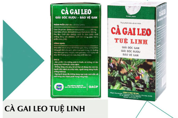Cà Gai Leo Tuệ Linh